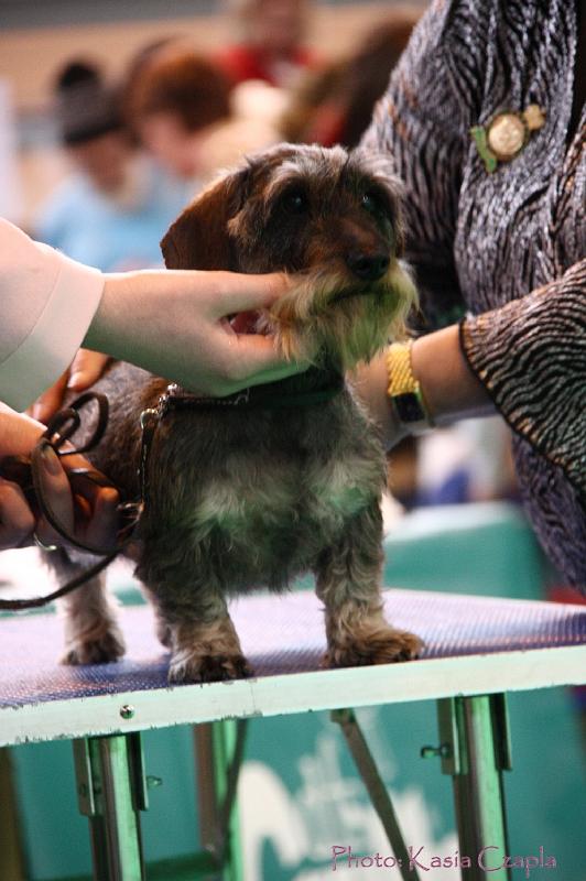 Crufts2011_2 1242.jpg